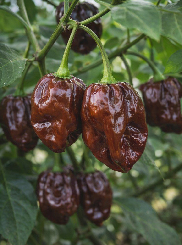 Ljuta papričica ČOKOLADNI HABANERO – Ljutina 5/5 ~ 7+ SJEMENKI