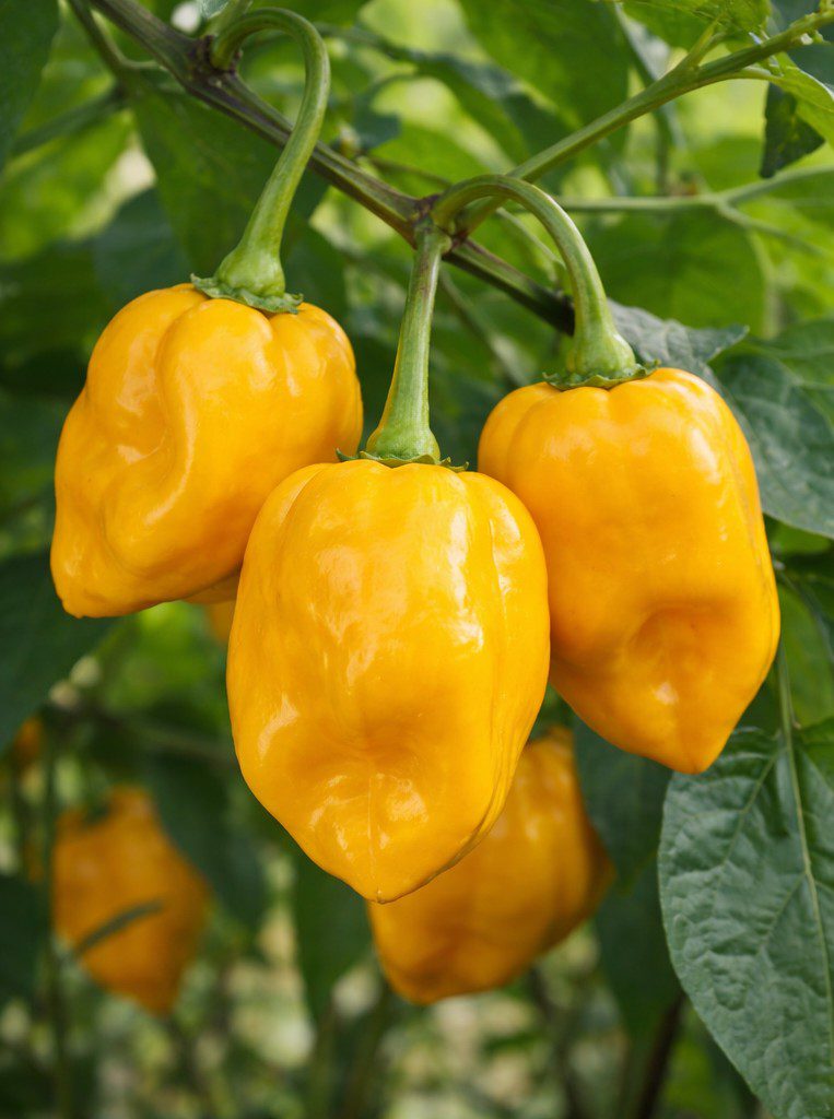 Žuta ljuta čili HABANERO papričica Ljutina 5/5 ~ 7+ Sjemenki