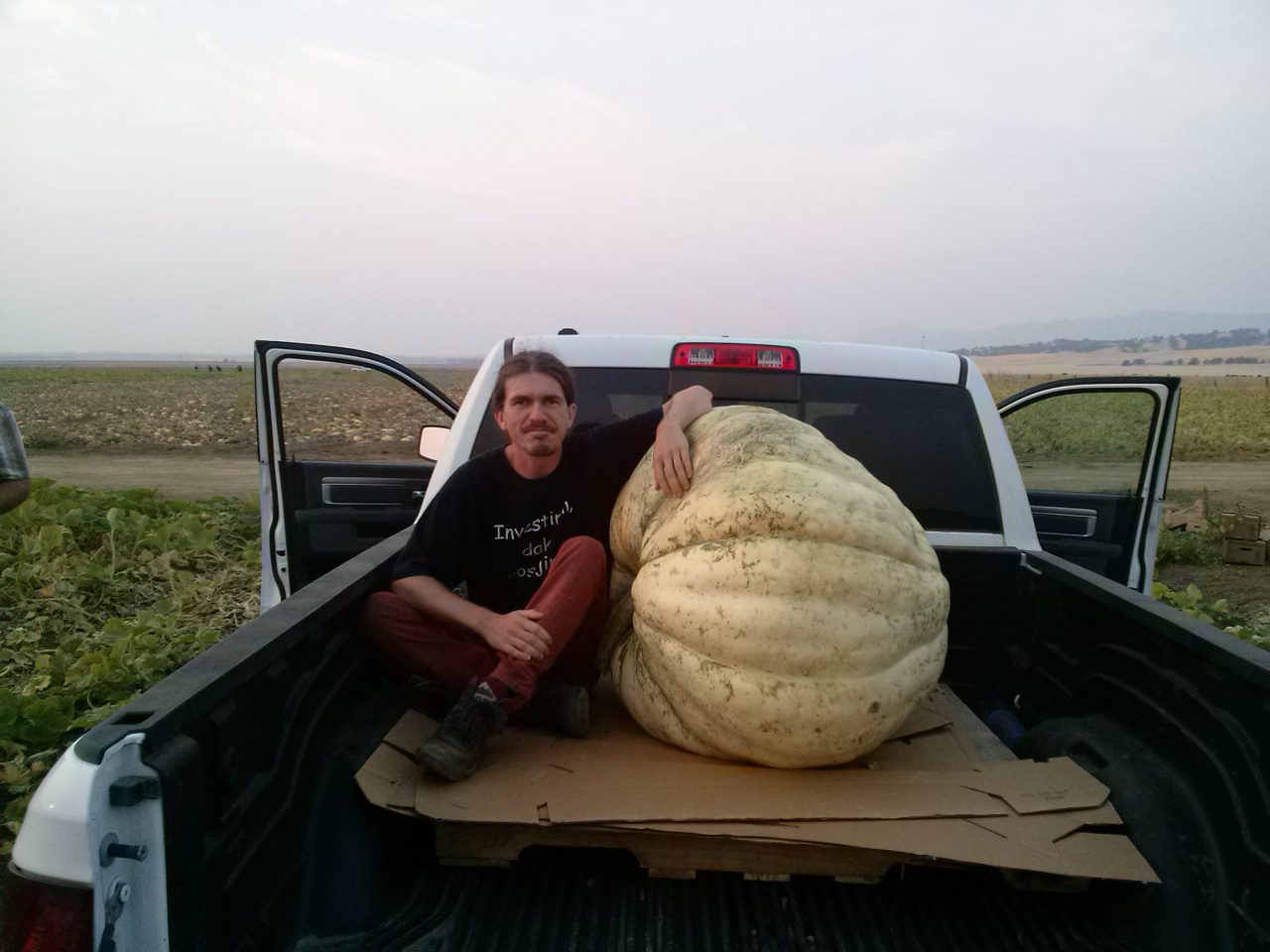 Velika takmičarska bundeva Atlantic Giant ~ 5+ sjemenki